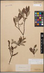 Foto von Salix caprea L. x Salix lapponum L.